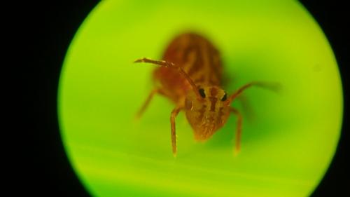 Dicyrtomina ornata